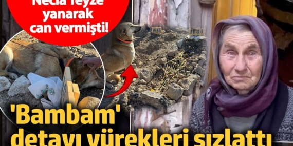 Ankara’da Hayvansever ‘Necla Teyze’nin Acı Kaybı ve Sadık Dostu Bambam’ın Vefası