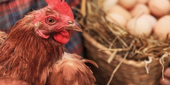 Tavuk Eti ve Yumurta Hakkında Bilinmesi Gereken 7 Önemli Gerçek