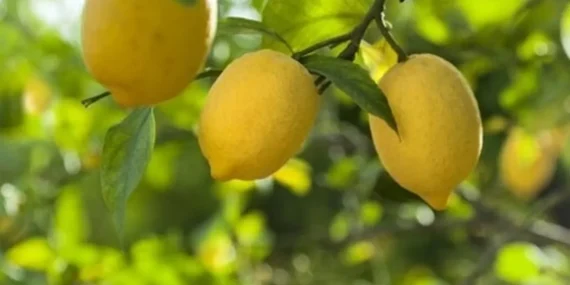 Ticaret Bakanlığı’ndan Limon İhracatına Geçici Duraklama, Don Olayları Üretimi Vurdu