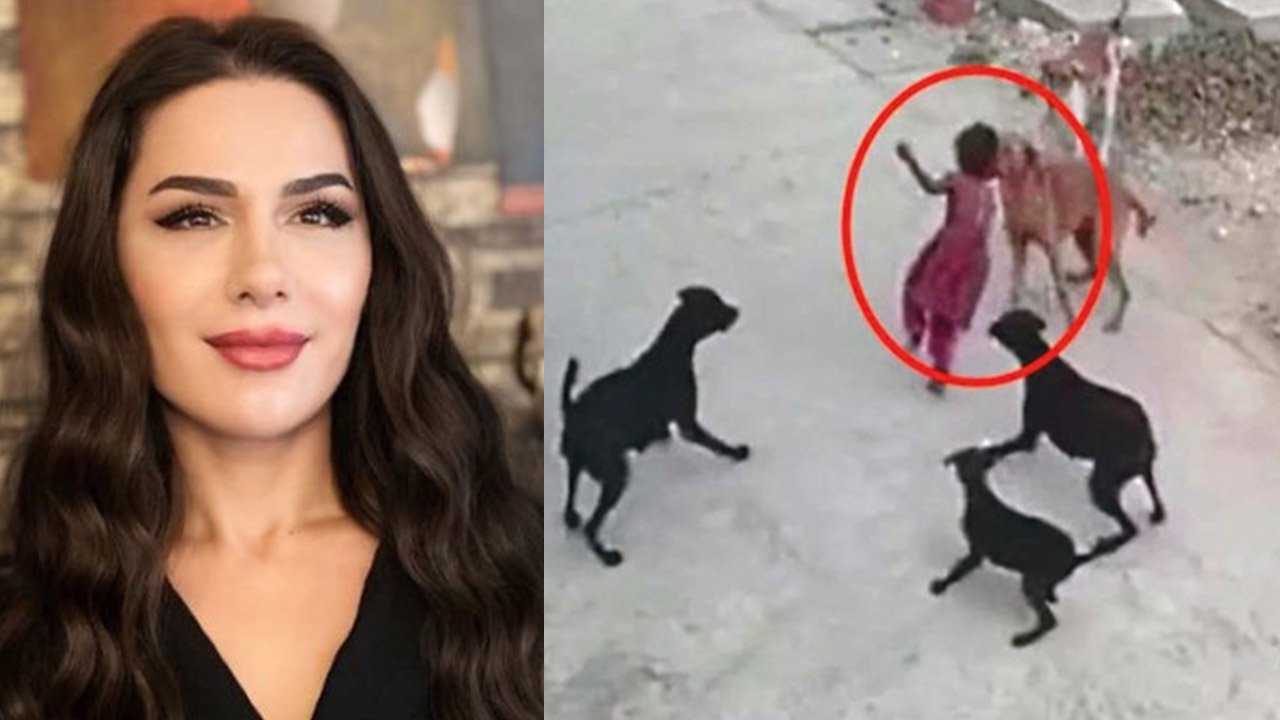 Avukat Aslıhan Ergün Ercan: Dertleri sevgi değil rant, mamaları kesileceği için deliriyorlar!
