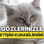kedinizle-konusmak-mumkun-mu-bilim-goz-temasinin-gucunu-kanitladi-YYlaQOu8.jpg