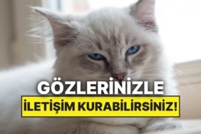 kedinizle-konusmak-mumkun-mu-bilim-goz-temasinin-gucunu-kanitladi-YYlaQOu8.jpg