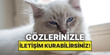 kedinizle-konusmak-mumkun-mu-bilim-goz-temasinin-gucunu-kanitladi-YYlaQOu8.jpg
