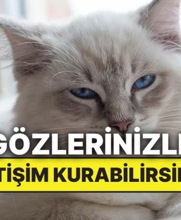 kedinizle-konusmak-mumkun-mu-bilim-goz-temasinin-gucunu-kanitladi-YYlaQOu8.jpg