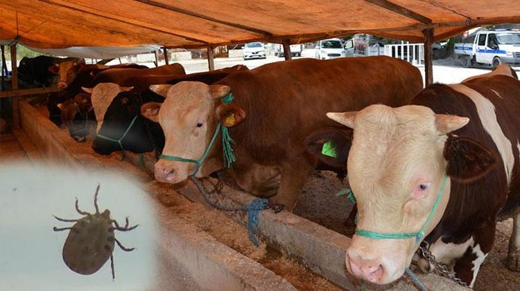 Kurban Bayramı öncesi uzmanından 'kene' uyarısı