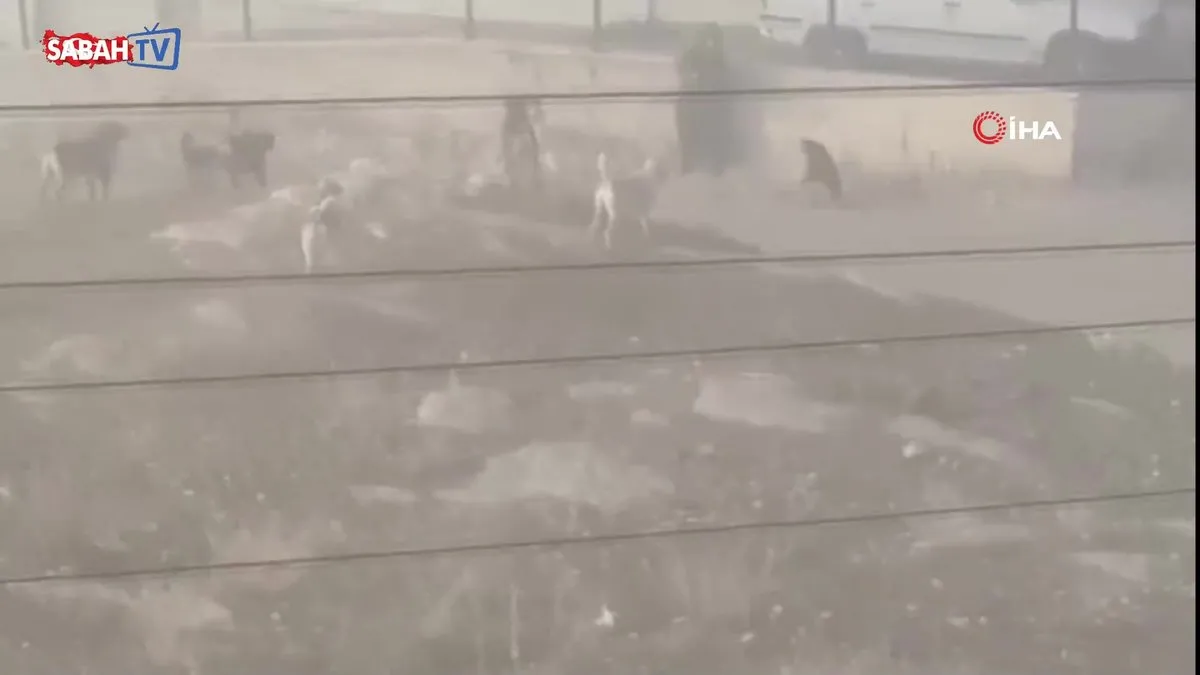 Mamak’ta köpek sürüsünün saldırdığı kadın canını zor kurtardı! Korku dolu  anlar kamerada | Video