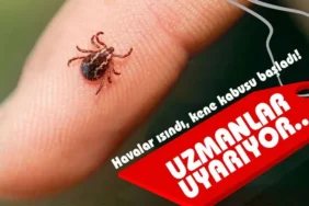 kene haberleri ankarahaberler