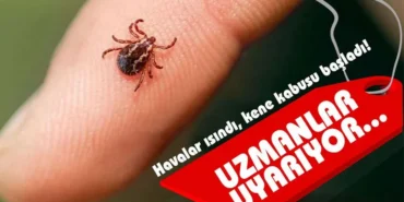kene haberleri ankarahaberler
