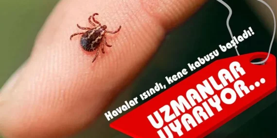 Kene Tehlikesi Geri Döndü,Türkiye’de Vaka Sayısı Artıyor, Uzmanlar Uyarıyor