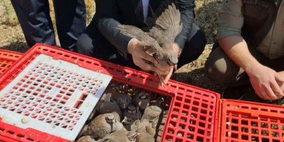 Nallıhan’da 200 Kınalı Keklik Doğaya Salındı: Biyolojik Mücadelede Yeni Adım
