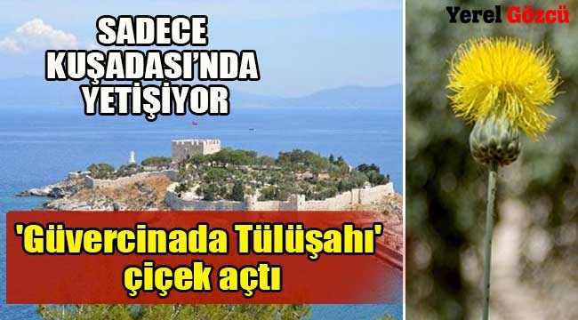 Güvercinada Tülüşahı' çiçek açtı - Yerel Gözcü