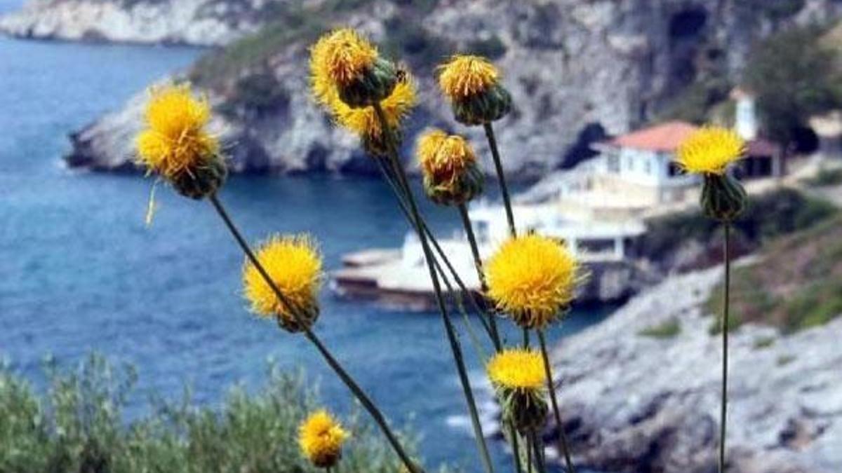 Kuşadası'nın endemik bitkisi 'tülüşah' koruma altında - Yaşam Haberleri