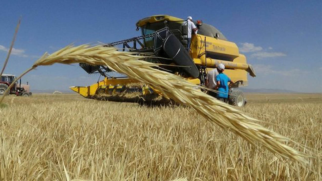 Polatlı Ticaret Borsası'nda ekmeklik buğday fiyatı düştü! - Tarım Haberleri